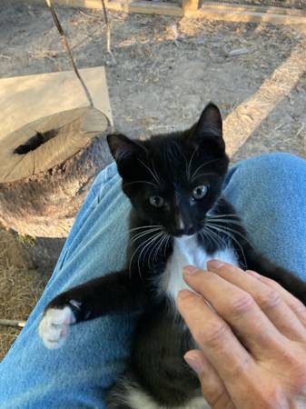 GATITO MACHO CASTRADO (Rainier)63842372476929120
