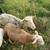 Katahdin Ewes and Ewe Lambs 9 thumbnail