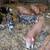 IPP pigs 4 thumbnail