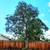🔷MORELOS TREE Specialist, Removal, Trimming, Stump. Dependable🔷 10 thumbnail