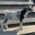 Nigerian Dwarf Unregistered Bucklings 1 thumbnail