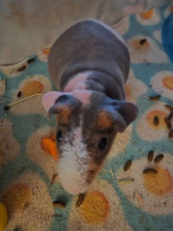 Guinea pigs for rehoming (Vacaville)63881395514497120