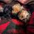 3 female Yorkie puppies 6 thumbnail