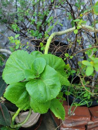 SNAKE AND PURPLE-FLOWERED TREES IN ONE POT. 1