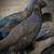 Melanistic Ringneck Pheasants 2 thumbnail