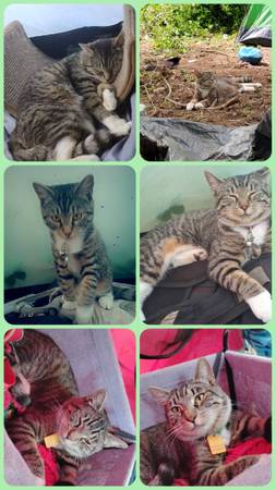 Missing Cat 1