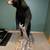 Life size Adirondack Black Bear Taxidermy Mount 16 thumbnail