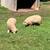 Romney Sheep 3 thumbnail