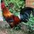 Roosters 7 thumbnail
