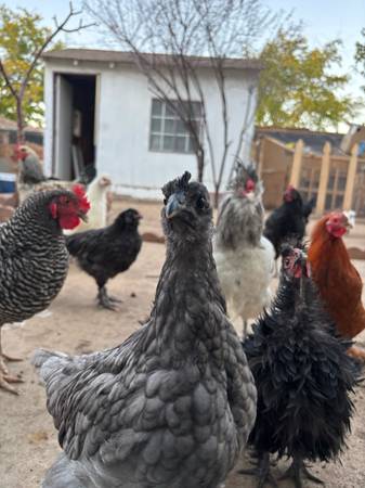 Austrolorp Mix Chickens 1