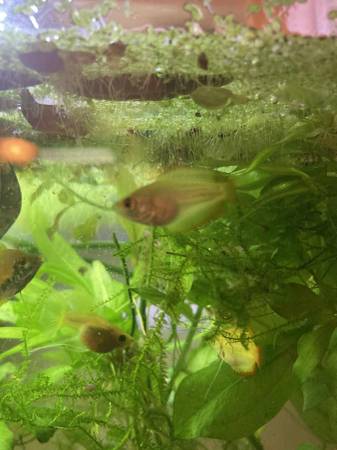 2 Machos Dorados de Gourami Miel (North Tonawanda)63280438818689123