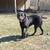 AKC Black Lab 7 thumbnail