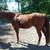 Quarter horse gelding 7 thumbnail