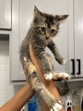 Kitty 1