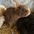 Netherland Dwarf pair 2 thumbnail