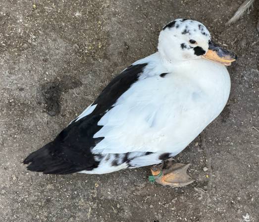 🦆ISO: CALL DUCKS🦆 1