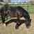 Gypsy Vanner/Quarter Stud Service 4 thumbnail