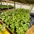 Warrenton Plants Nursery Nurseries 4 thumbnail