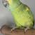 Blue Fronted Amazon 3 thumbnail