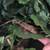 Geckos 3 thumbnail