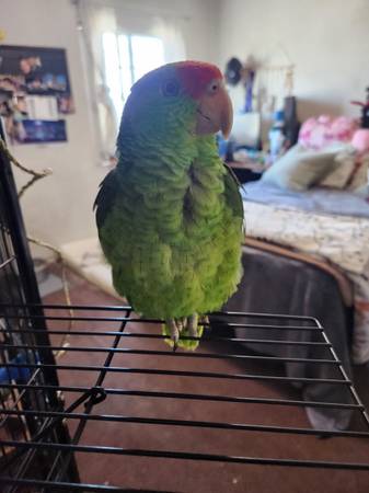 Rehoming Red Crown Amazon Parrot (Los Angeles)63829967246723120