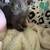 Sweet kittens 4 thumbnail