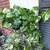 Beautiful plants 1 thumbnail
