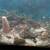 110 Gallon tall aquarium breakdown sale 13 thumbnail