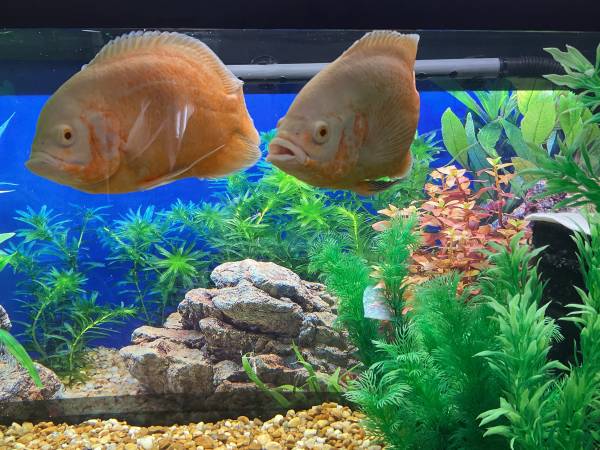 Oscar fish 1