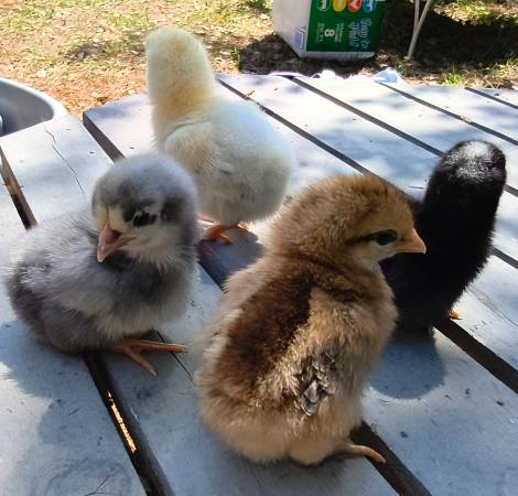 Easter Egg layers Chicks blue green eggs 1