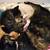 Mother tortie and her 3 babies 4 thumbnail
