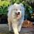 DOG SITTER - Daycare, Dog Sitting - Big Backyard, FREE Behavioral Trai 2 thumbnail