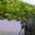 🌿 Aquarium Floating Plants 2 thumbnail