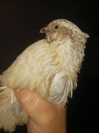 Free quail 1
