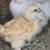 Silkies! 5 thumbnail