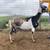 2027 Registered Miniature Nubians 1 thumbnail