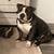 American Bully 1 thumbnail