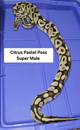 Citrus Pastel Poss. Super BP 1