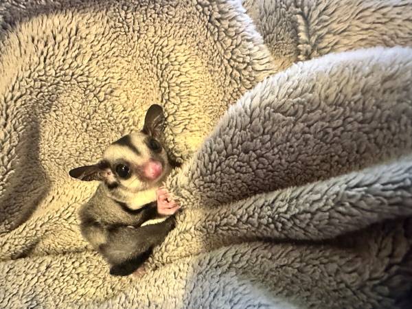 Baby sugar glider63826637400835122
