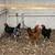 Game roosters 2 thumbnail
