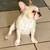 Small frenchie puppy 2 thumbnail