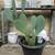 Large "Lonestar" Carved Spineless Prickly Pear Cactus 2 thumbnail