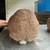 Rabbits : Brits, Silvers, Meat crosses, Tamuk 8 thumbnail