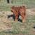 100% Highland Bull Calf 2 thumbnail