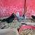 Bantam Chickens 2 thumbnail