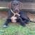 GWP Mix Puppy 1 thumbnail