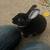 Mini rex rabbit 2 thumbnail