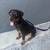 Rottweiler puppy 2 thumbnail
