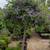 Solanum Patio Tree 1 thumbnail