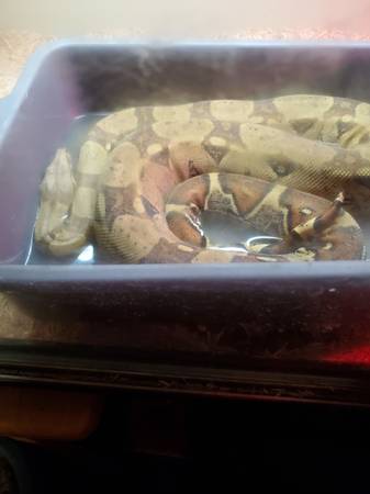 Redtail boa 1